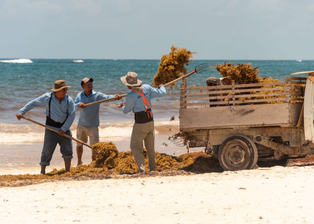 Seaweed pick up